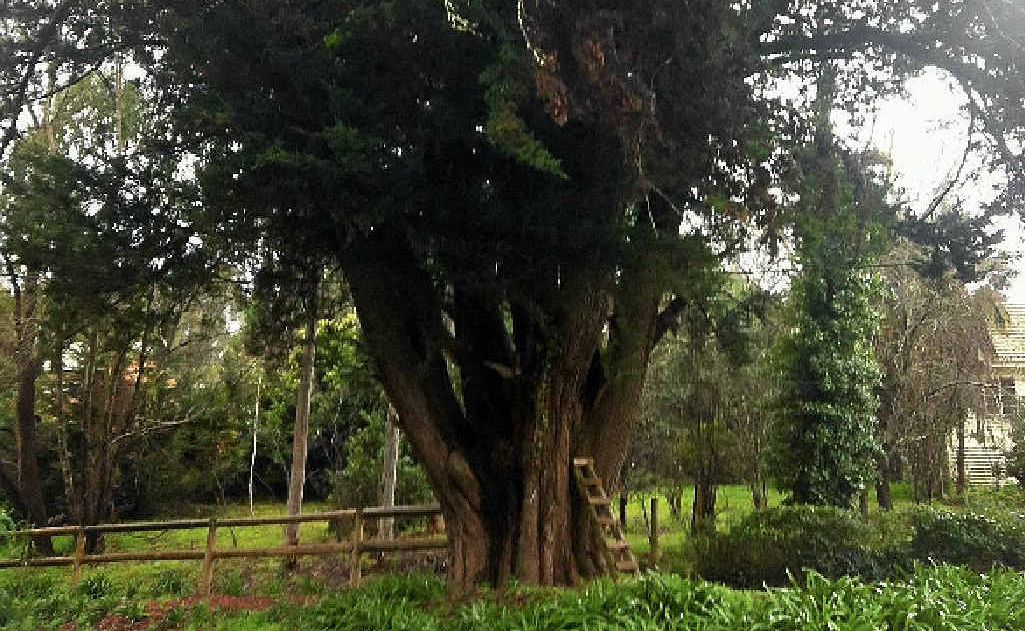 NOW GONE: A tree once filled with memories. NOW GONE: A tree once filled with memories.